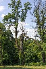 Old tree in the summer park