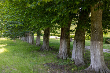 Old trees in the summer park