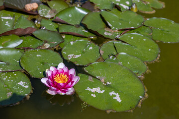 Pink water lily in water