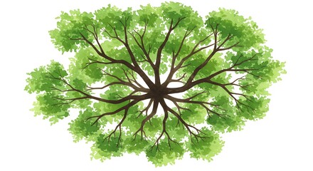 Overhead view green tree canopy illustration