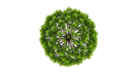 Overhead view green tree illustration