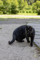 Black cat in the sunny park