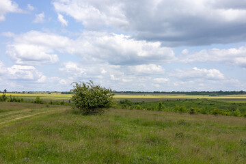 Fototapeta premium Summer landscape in the green field