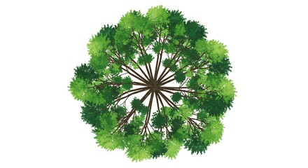 Overhead tree view illustration graphic isolated on white background