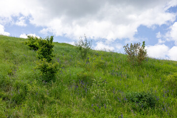 Summer landscape in the green field