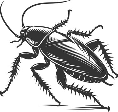 black cockroach insect detailed drawing clip art preview