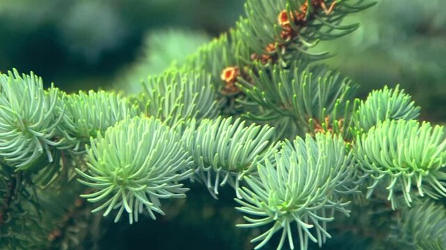 Slow cinematic footage of evergreen fir tree branches moving softly in the breeze. Shot with a gentle horizontal motion. Perfect for winter themes, 
