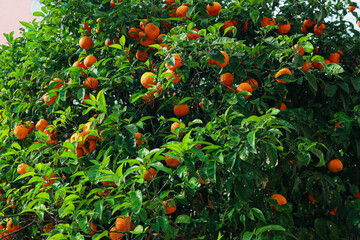 Abundant ripe oranges hanging on a lush green tree with vibrant leaves in a natural Italian orchard.