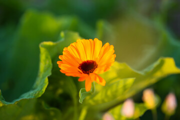 colorful wildflower mix in bloom (calendula officinalis, papaver roheas, anchusa azure)