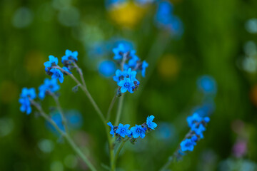 blaue zierliche Wildblumen auf dem Feld