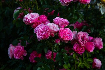 pink roses with wooden background (rosa spp.)