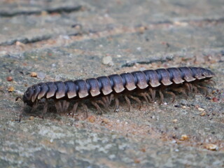 close up of a caterpillar