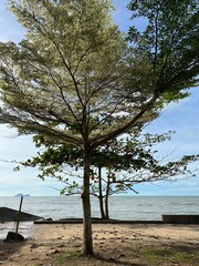 tree on the beach