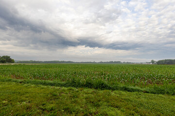 green field and blue sky