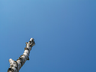 Minimalist photo of a cut birch tree trunk extending upwards against a clean, cloudless blue sky....