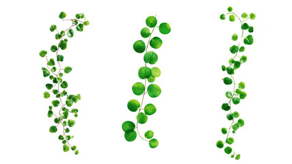 3d render creeper green botanical plant PNG, green hanging botanical plant 2d render for architecture and decor elements