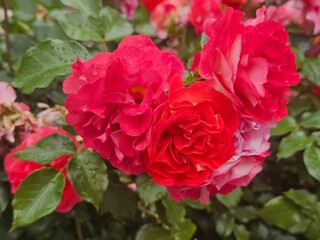 pink roses in garden