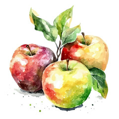 Fresh Autumn Apples Picked, watercolor vector, isolated on a white background.