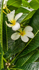 white frangipani flower