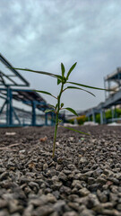 plant growing on the ground