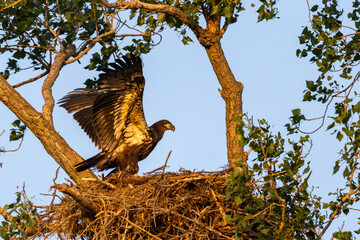 Young eagle in nest learning to fly