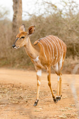 white tailed deer