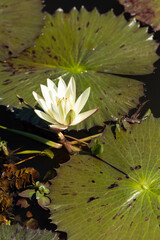 white water lily