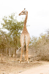 Giraffes in savanna, South Africa