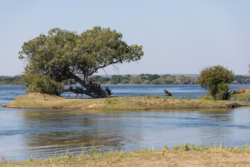 Zambezi river, Zimbabwe