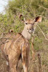 Kudu in the grass