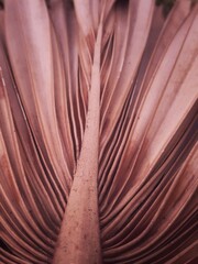 close up of dry palm branches