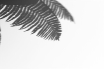 Feather on White Background