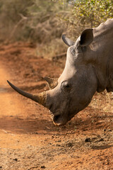 White rhino in Hlane National Park, Eswatini