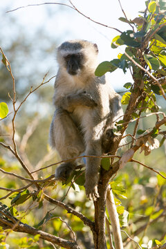 Monkey on a tree