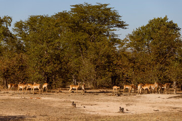 impala in the wild