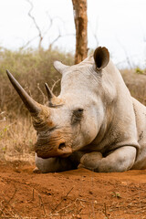 Sleeping white rhino in Hlane National Park, Eswatini