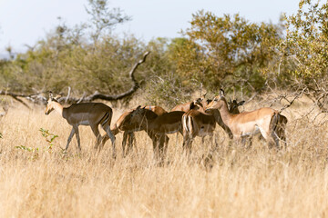 impala in the savannah