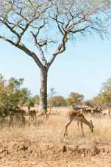 impala in the wild