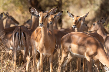 impala in the wild