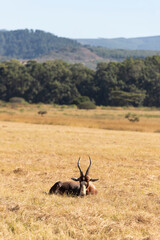 Bontebok in wild