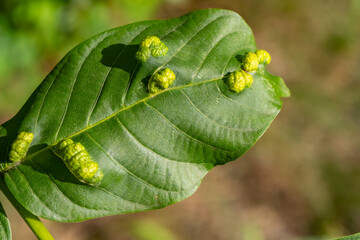 Close-up of a walnut leaf (Juglans regia) showing abnormal green bulges caused by eriophyid mite infestation, typical of Aceria erinea damage