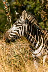 zebra eating grass