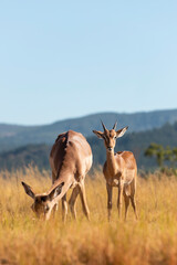 impala in the savannah