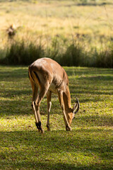antelope in the grass