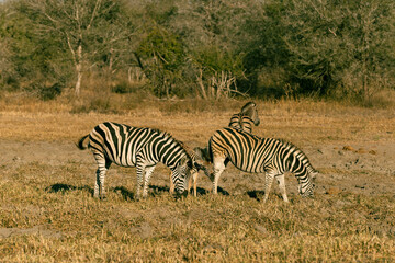 zebras in the savannah