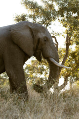 Fototapeta premium elephant in the wild