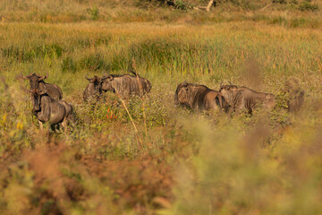 wildebeest in the savannah