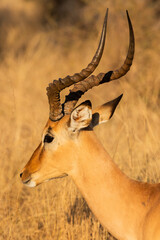 impala in the savannah
