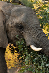 Elephant in Kruger National Park