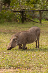 warthog in the wild